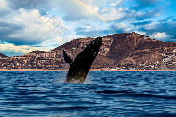 在多云的天空背景下，墨西哥南加州圣卢卡斯角附近的太平洋背景上，座头鲸决口