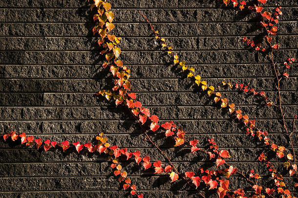 秋天叶子砖背景