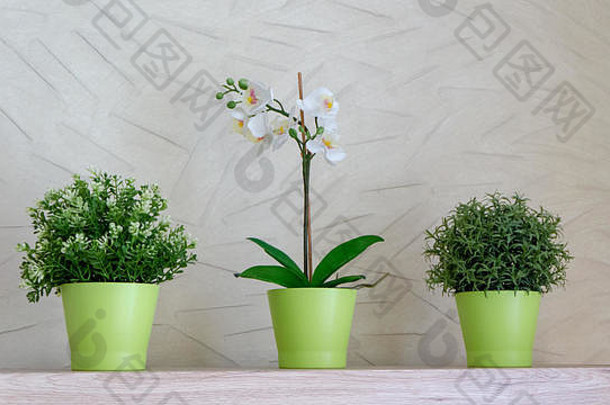 壁橱顶部有植物的舒适小花瓶
