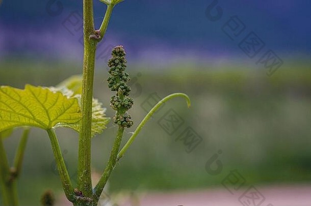 春季葡萄（vitis vinifera）花序发育的特写镜头。葡萄的嫩芽。特伦蒂诺奥托阿迪奇，意大利北部，欧洲
