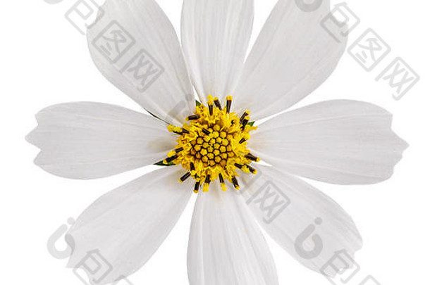白色雏菊花隔离在白色背景上，带有剪切路径