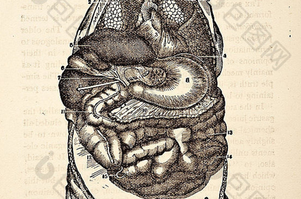 人体内脏、内脏和腹腔的古代医学插图。