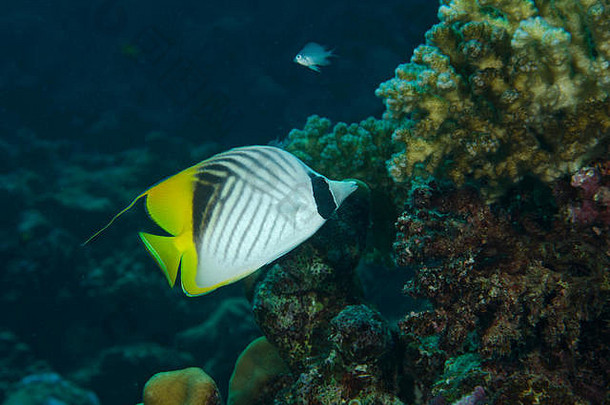 埃及哈马塔红海中以珊瑚礁为食的长尾毛壳蟾蜍