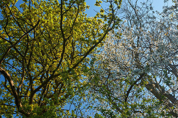 纯蓝色的天空开花填满树分支机构春天肯特农村肯特英格兰曼联王国欧洲