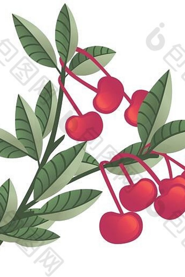 树枝上的红樱桃浆果，绿色叶子，白色背景上分离