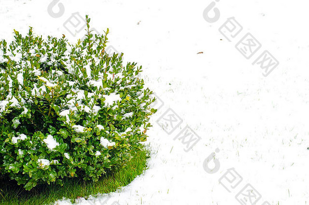雪下观赏植物的绿色枝条。摄影棚照片
