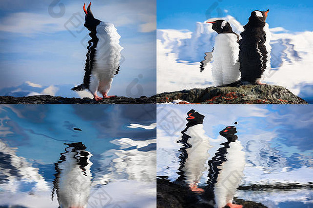 自然极地风景企鹅反映了水