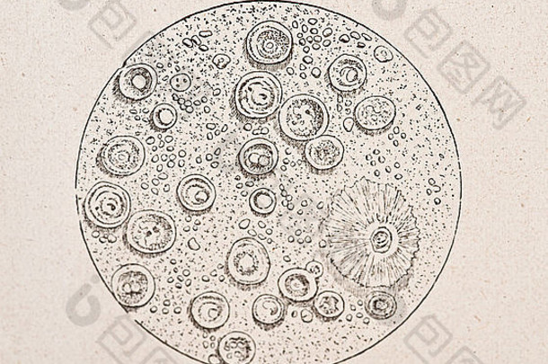 受污染饮用<strong>水</strong>中细菌的古董医学插图