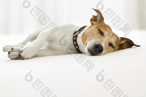 杰克·拉塞尔的狗睡在卧室的毯子上，生病、生病或疲倦，闭着眼睛