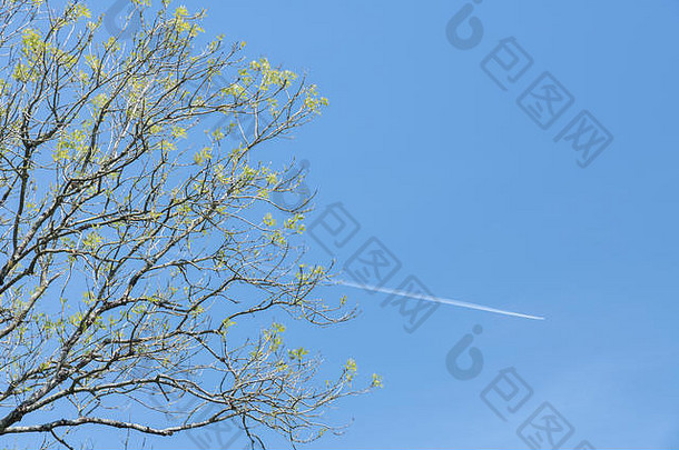 春天，一棵灰树/白蜡树的嫩叶在蓝天的映衬下冒出，带有飞机蒸汽痕迹。春季阳光概念。