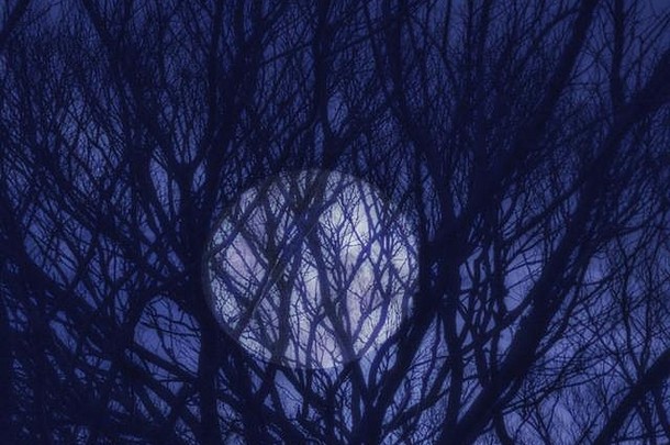 在一个寒冷的万圣节夜晚，满月穿过剪影般的树枝