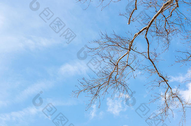 天空清澈湛蓝，无叶的古老巨梧桐和它的跨枝伸向天空。用于编辑的空间