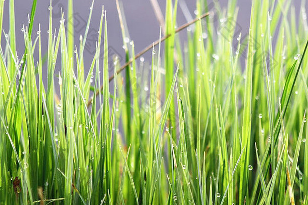 清晨绿草的叶片上有微小的露珠