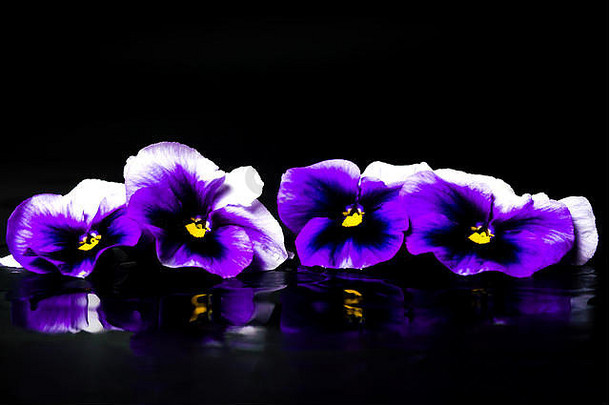 深色背景上的紫罗兰花