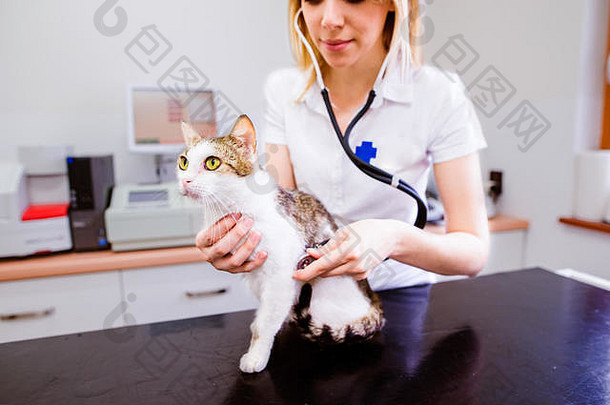 兽医用听诊器检查胃痛的猫。