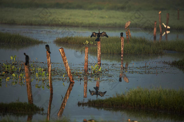 湿地鸟晚上光自然栖息地水鸟自然栖息地