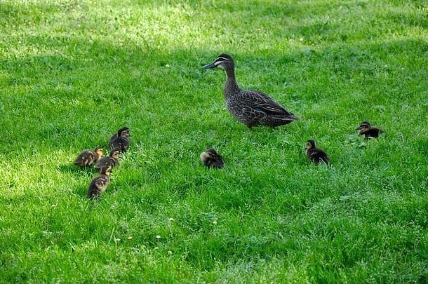 西澳大利亚，一个太平洋黑鸭家庭，母亲和她的七只小鸭在明亮的绿色草地上。