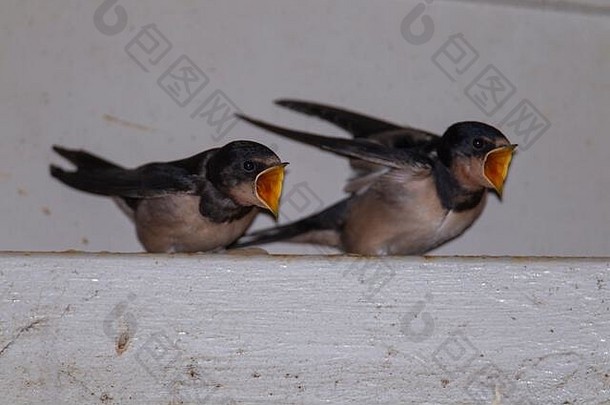 七月，英国萨福克，两只幼鸟在谷仓里呼唤食物