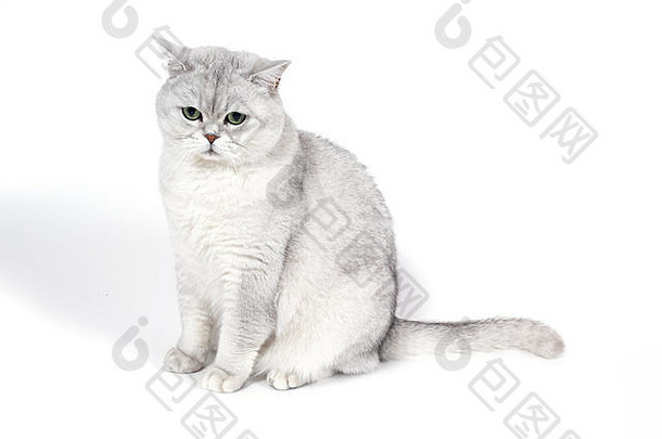 <strong>英国</strong>洛瑟尔烟熏猫被隔离在白色的地面上，它心烦意乱，低头思考。