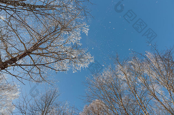 蓝天映衬下树枝上的雪