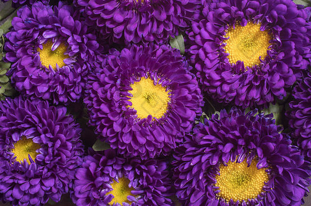 紫菀松本紫菀花放在车前草香蕉片的床上作为背景