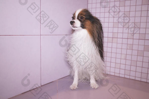 小狗在浴室洗澡后被吹干