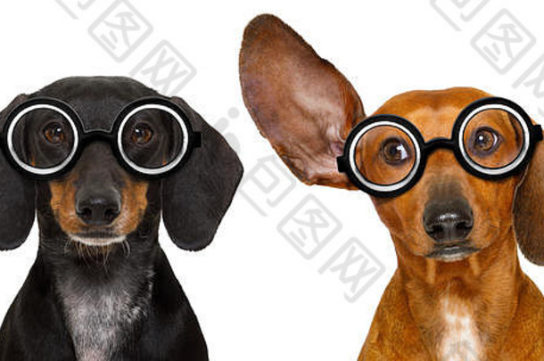 一对戴着滑稽的书眼镜的愚蠢的腊肠狗，被隔离在白色背景下，看着一边听着