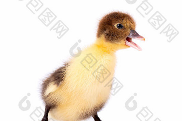 新生儿小鸭子孤立的白色背景鸭剪裁路径