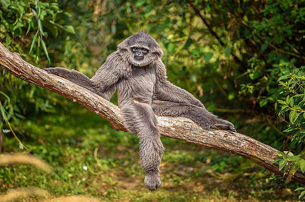 坐在树枝上的银色长臂<strong>猿</strong>。银色长臂<strong>猿</strong>是最受威胁的物种之一。