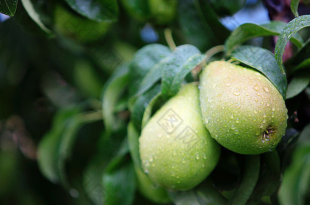 新鲜的成熟的梨树准备好了收获