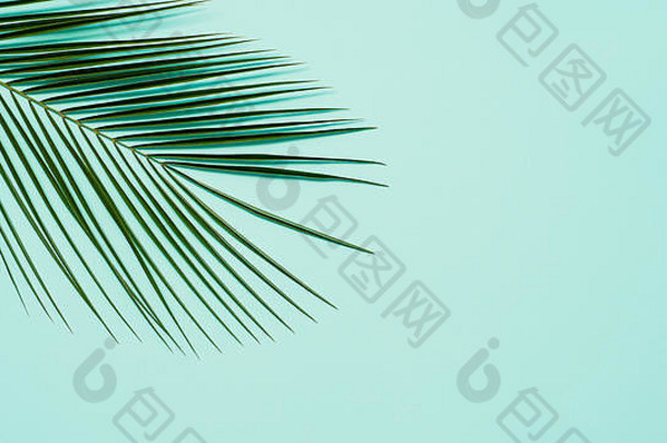 淡蓝色背景上的热带棕榈叶。热带棕榈叶俯视或平放。为文本或设计空间。横幅。花卉图案背景
