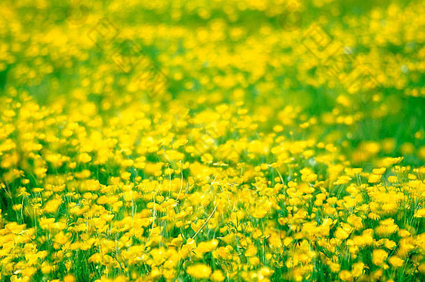 彩色绿黄色毛茛覆盖区域的全画幅景观图像，具有多重曝光效果