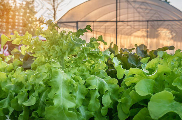 培养水培绿色蔬菜农场植物市场