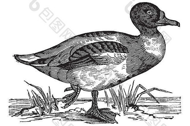 普通谢尔达克（Tadorna vulpanser），复古雕刻插图。把鸭子放在水上。特罗塞特百科全书（1886-1891）。