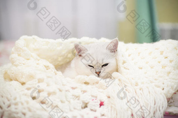 美丽的年轻的猫品种苏格兰钦奇利亚直说谎床上温暖的毯子