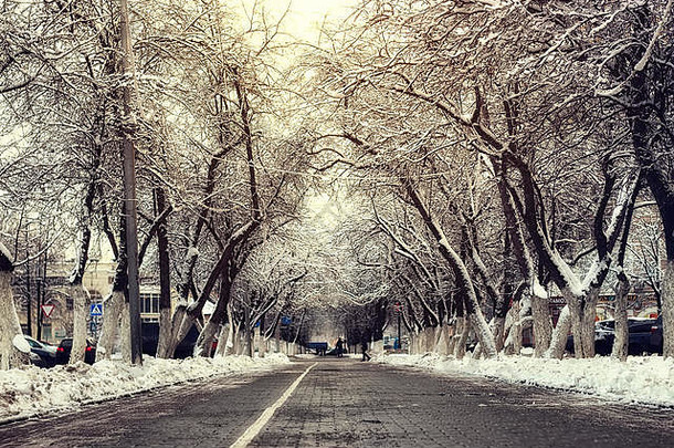 行人通路树冬天