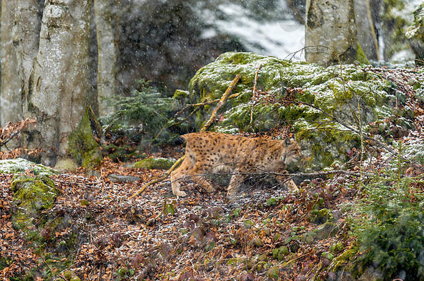 美丽的欧亚猞猁（Lynx Lynx）描绘了隆冬时节在偏远的林地森林中觅食的情景