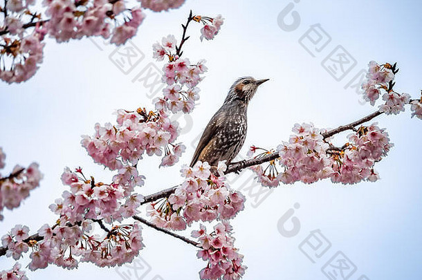 樱花树上的一种日本褐耳无尾鸣鸟。这些常见的鸟类原产于日本，在某些地区被认为是<strong>有害生物</strong>，因为它们会筑坝