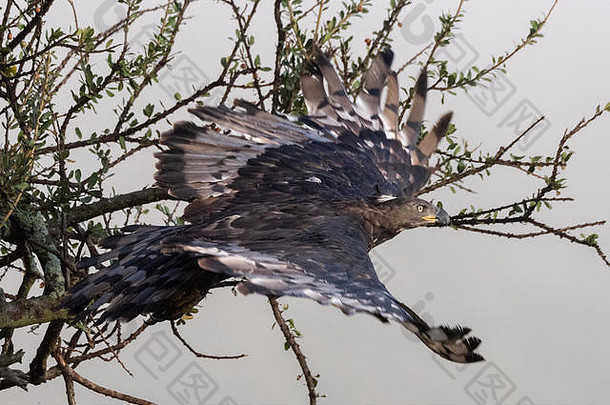 非洲冠鹰从树枝上起飞