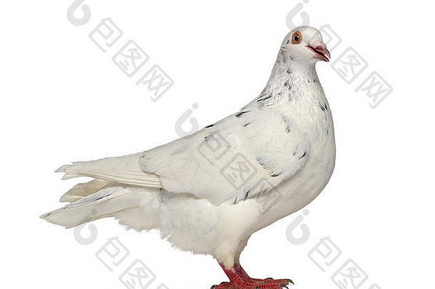 一只得克萨斯鸽子在白色地面上咕咕叫的侧视图