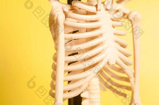黄色背景上骨骼的胸腔