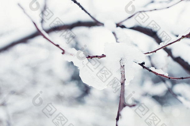 树分支机构覆盖雪冬天摘要背景