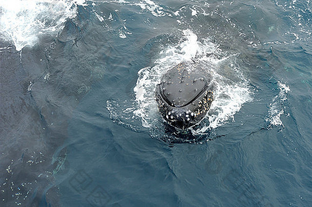 驼背鲸（新驼背鲸），南大洋南桑威奇群岛。