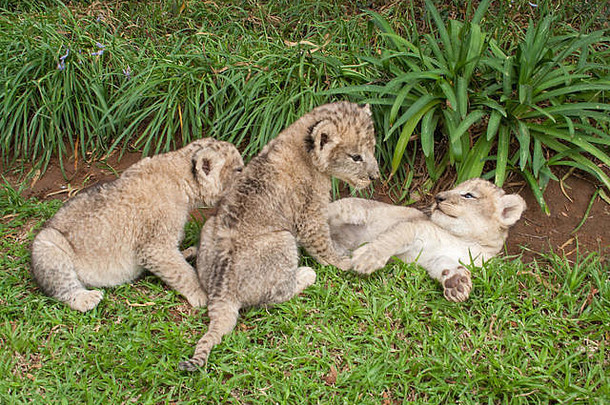 三只狮子宝宝在公园里玩耍，南非
