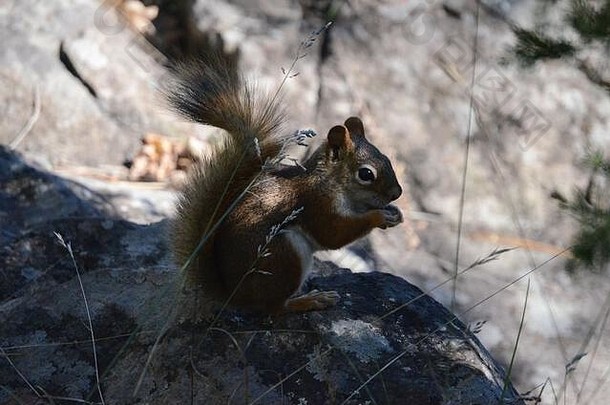 在威斯康星州，松鼠随时可以吃，我的相机可以看到它