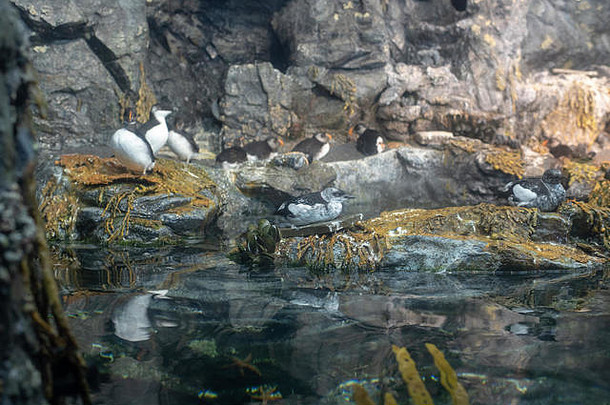大西洋海鹦（弧背海鹦）被认为是一种易<strong>受伤害</strong>的物种