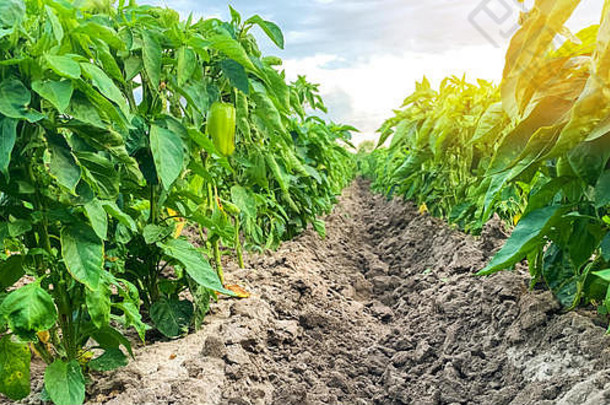 种植园年轻的胡椒农场阳光明媚的一天农业土地农业日益增长的有机蔬菜<strong>环保产品</strong>农业业务