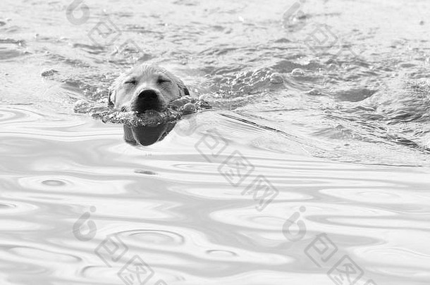 一只拉布拉多猎犬闭着眼睛在水中游泳的特写镜头，黑白色，<strong>高</strong>调。
