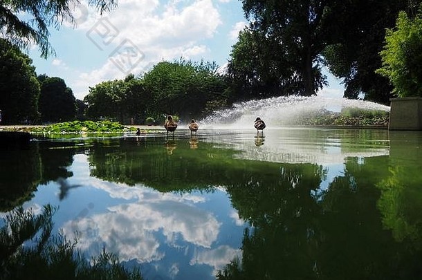 德国科隆莱茵公园，背景为蓝天的池塘上的鸭子一家