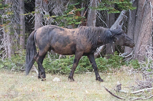野马野马-在美国蒙大拿州普赖尔山野马山脉，一匹刚刚在泥土中打滚的黑带种马